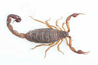 MASM07524 Centruroides noxius.jpg
