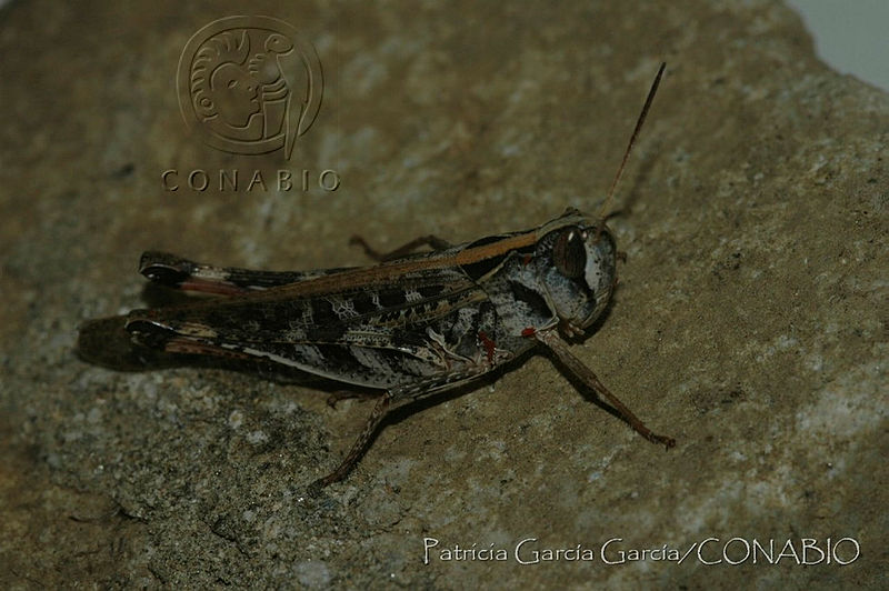 PGG0004%20Rhammatocerus%20viatorius%20ssp.%20viatorius.jpg.jSejwrz1MUUBDXVhQA3g0JtbmFja29CbnFuZ3NAbXJ6LGtwZwA.J64qZBlBRu