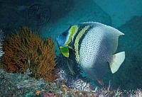 CNS1101 Pomacanthus zonipectus.jpg