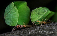 MN6PG0374 Atta cephalotes.jpg