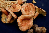 IMDOC Hong 0143 Lactarius deliciosus.jpg