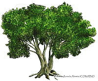 RAA0102 Phytolacca dioica.jpg