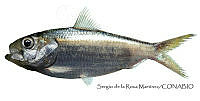 SRM0020 Harengula jaguana.jpg