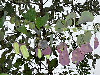 JF092 1445 Passiflora membranacea.jpg