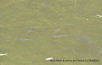AAKVDH 0149 Oreochromis mossambicus.JPG