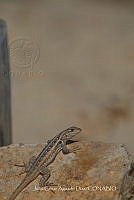 JCAD 019 Sceloporus cozumelae.jpg