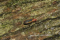 JCC0194 Dysdercus sp..JPG