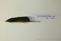 FXGC0240 Sorex saussurei.jpg