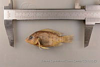 RQTG0266 Oreochromis sp..jpg