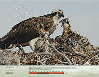 Águila Pescadora.jpg