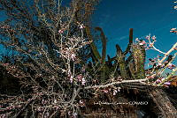 IDG Nat 0054 Olneya tesota.jpg