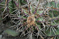 IMDOC 4788 Echinocactus platyacanthus.jpg