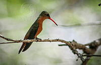 FBA0965 Amazilia rutila.jpg