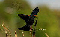 SM0645 Agelaius phoeniceus.jpg