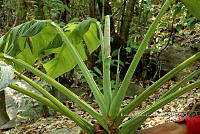 Yolox 900 Monstera sp..jpg