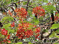 CGL0818 Delonix regia.jpg
