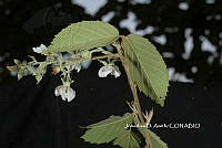 ME010 JA 00597 Rubus schiedeanus Steud., 1841.JPG