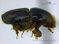 BTH0233 Scolytus rugulosus.jpg