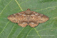 JCGM03025 Zale galbanata.jpg