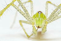 MASM08058 Peucetia viridans.jpg