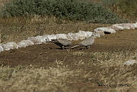 GECI L046 048 Streptopelia decaocto.JPG