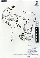 YPH2332 Origanum majorana.jpg