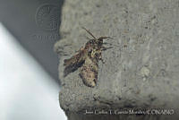 JCGM03022 Paectes sp..jpg