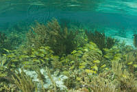 OAO0347 Pseudoplexaura sp., Haemulon flavolineatum.jpg