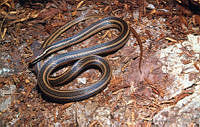LCMHP013-94 Rhadinaea fulvivittis.jpg