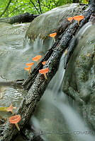 JEPS05 Cookeina sp..jpg