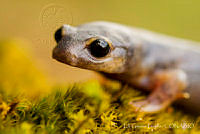 Anfmex027 Bolitoglossa sp..jpg