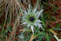 IMDOC Hong 0128 Eryngium proteiflorum.jpg