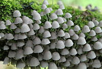 JFAC03 Coprinellus disseminatus.jpg