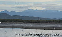 AAKVDH 0446 Pelecanus erythrorhynchos.JPG