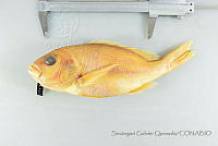 SGQ1434 Lutjanus peru.jpg