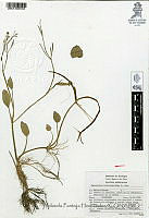 YPH3317 Ranunculus hydrocharoides.jpg