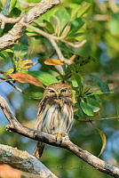 PCC01 Glaucidium brasilianum.jpg