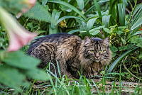 ZAPF0170 Felis catus.jpg