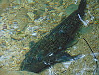 JLMD08 Hypostomus plecostomus.jpg