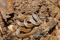 JCC0444 Rhadinaea gaigeae.JPG