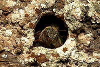 JRP01 Melipona sp..jpg