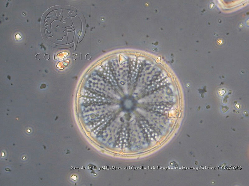 ZME%20y%20MEMC LFMS217%20Actinoptychus%20vulgaris.JPG.jCfKkIX0MTmVF3thQA3g0JtbmFja29CbnFuZ3NAbXJ6LGtwZwA.RNktjsbWEL