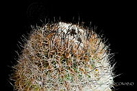 EVG041 Turbinicarpus saueri.jpg
