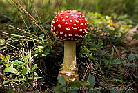 CEOV0007 Amanita muscaria.jpg