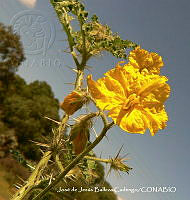 JJBC0504 Solanum rostratum.JPG