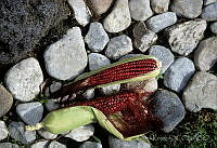 DK0930 Zea mays.jpg