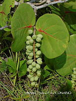 JF078 0154 Coccoloba uvifera.jpg