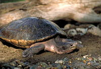 GC0077 Dermatemys mawii.jpg