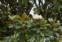 IMDOC Hong 0051 Magnolia grandiflora.jpg.jpg