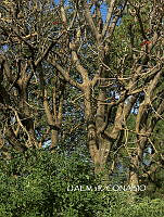 3R 01139 Erythrina americana.jpg